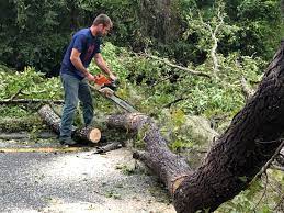 Best Stump Grinding and Removal  in Patterson Tract, CA