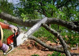 Best Tree and Shrub Care  in Patterson Tract, CA