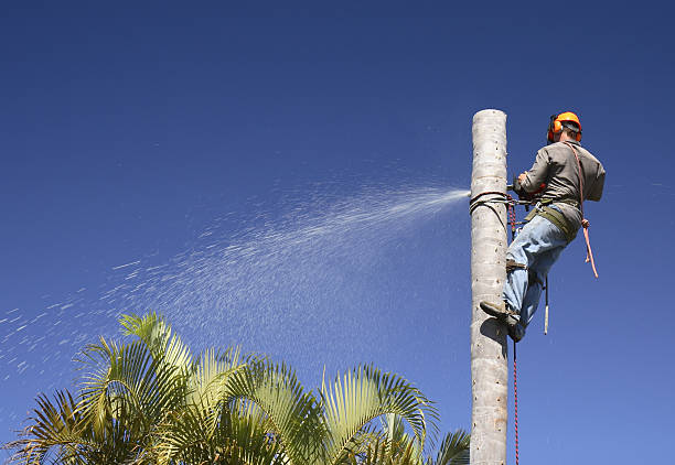 How Our Tree Care Process Works  in  Patterson Tract, CA