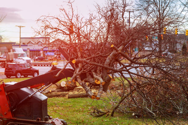 Best Tree Trimming and Pruning  in Patterson Tract, CA