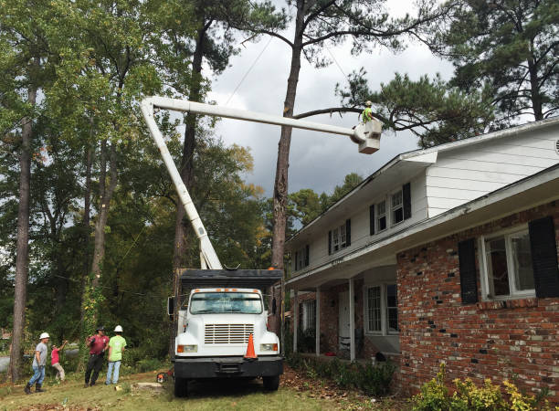 Best Root Management and Removal  in Patterson Tract, CA