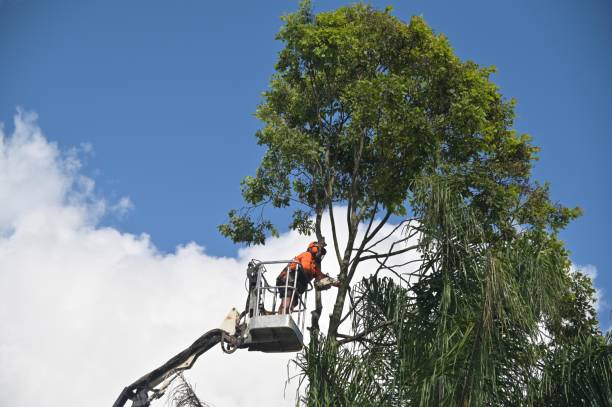 Best Seasonal Cleanup (Spring/Fall)  in Patterson Tract, CA